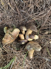 Suillus fuscotomentosus