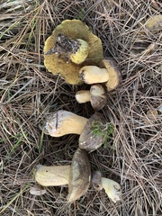Suillus fuscotomentosus