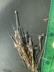 Schizachyrium microstachyum