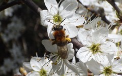 Andrena haemorrhoa