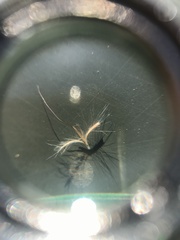 Schizachyrium microstachyum