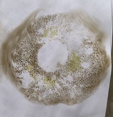 Suillus fuscotomentosus