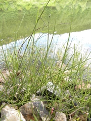 Equisetum × dycei