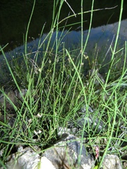 Equisetum × dycei