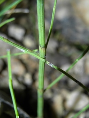 Equisetum × dycei