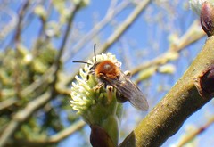 Andrena haemorrhoa