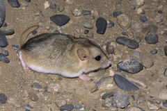 Fat-Tailed Jird photo 3