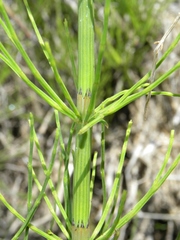 Equisetum × litorale