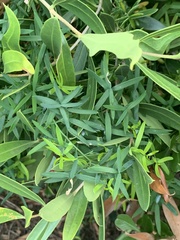 Asparagus volubilis