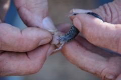 Plethodon caddoensis