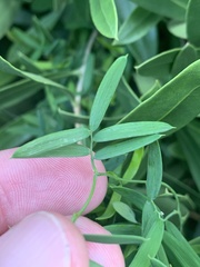 Asparagus volubilis