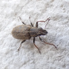 Sitona lineatus