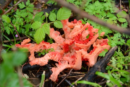 Vještičino srce (Clathrus ruber)