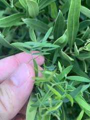 Asparagus volubilis