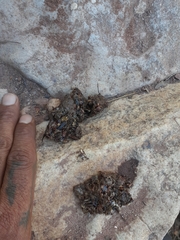 Herpestes pulverulentus