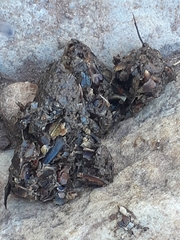 Herpestes pulverulentus