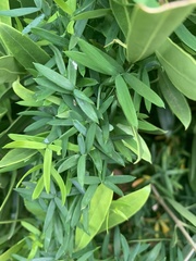 Asparagus volubilis