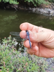 Trithemis donaldsoni