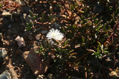 Mesembryanthemum longistylum