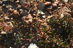 Mesembryanthemum longistylum