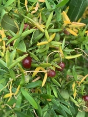 Asparagus volubilis