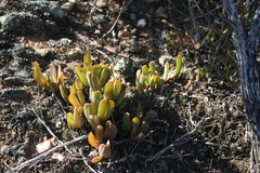 Acrodon purpureostylus