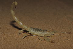 Androctonus amoreuxi