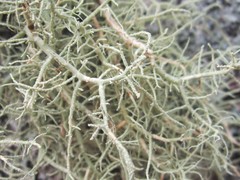 Usnea cornuta