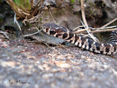 Erythrolamprus almadensis