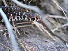 Erythrolamprus almadensis