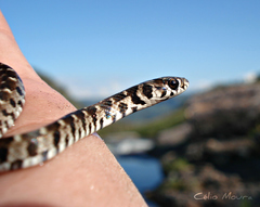 Erythrolamprus almadensis