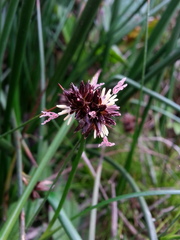 Juncus phaeocephalus