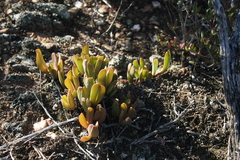 Acrodon purpureostylus