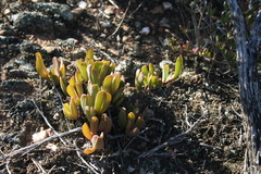 Acrodon purpureostylus
