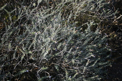 Lobostemon echioides