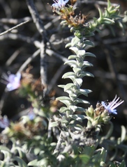 Lobostemon echioides