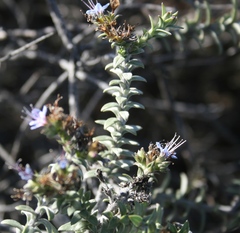 Lobostemon echioides