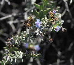 Lobostemon echioides