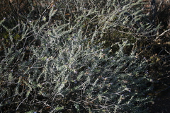 Lobostemon echioides