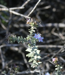 Lobostemon echioides
