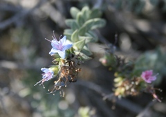 Lobostemon echioides