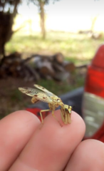 Paramantispa decorata