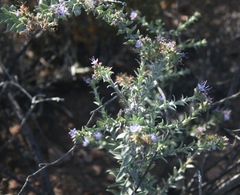 Lobostemon echioides