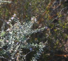 Lobostemon echioides