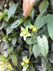 Gonolobus uniflorus