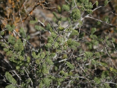 Asparagus mucronatus