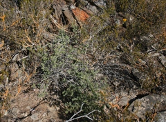 Asparagus mucronatus