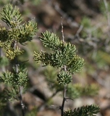 Asparagus mucronatus