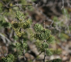 Asparagus mucronatus