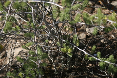 Asparagus mucronatus